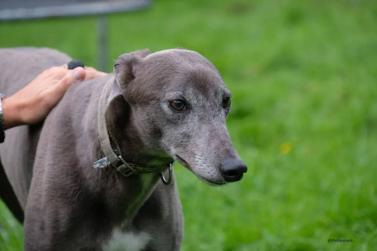 Pisa Greyhound Blue Adozione levrieri 7