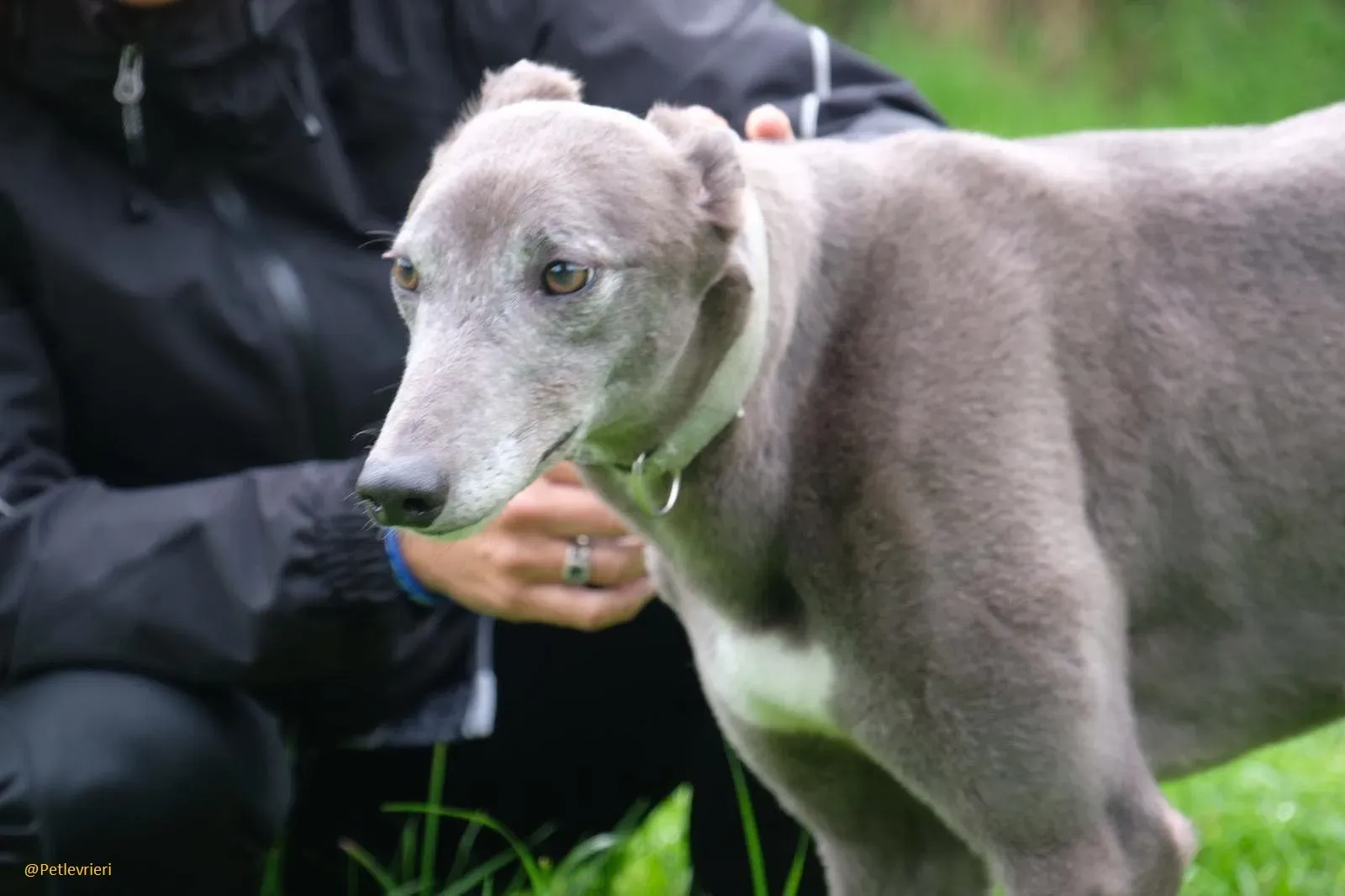Pisa Greyhound Blue Adozione levrieri 9