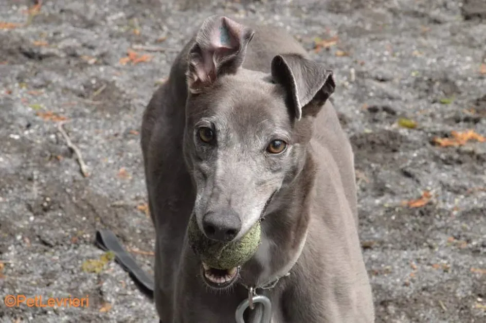 Pisa adozione levrieri greyhound 1
