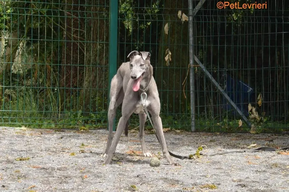 Pisa adozione levrieri greyhound 2