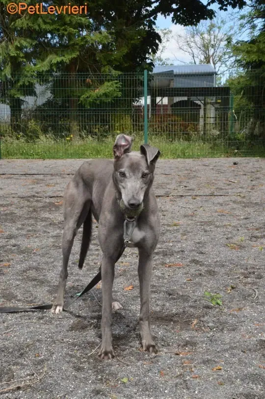 Pisa adozione levrieri greyhound 3