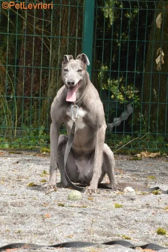 Pisa adozione levrieri greyhound 4