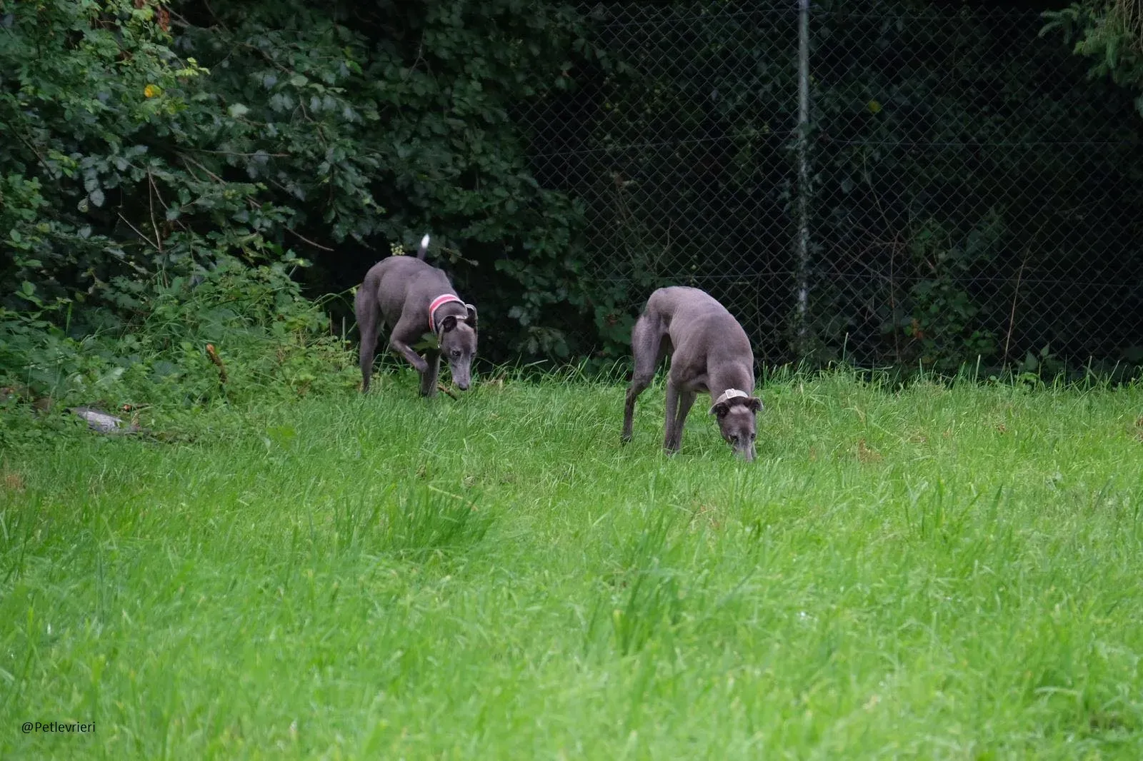 Pisa e Eiffel Greyhound Blue Adozione levrieri 17