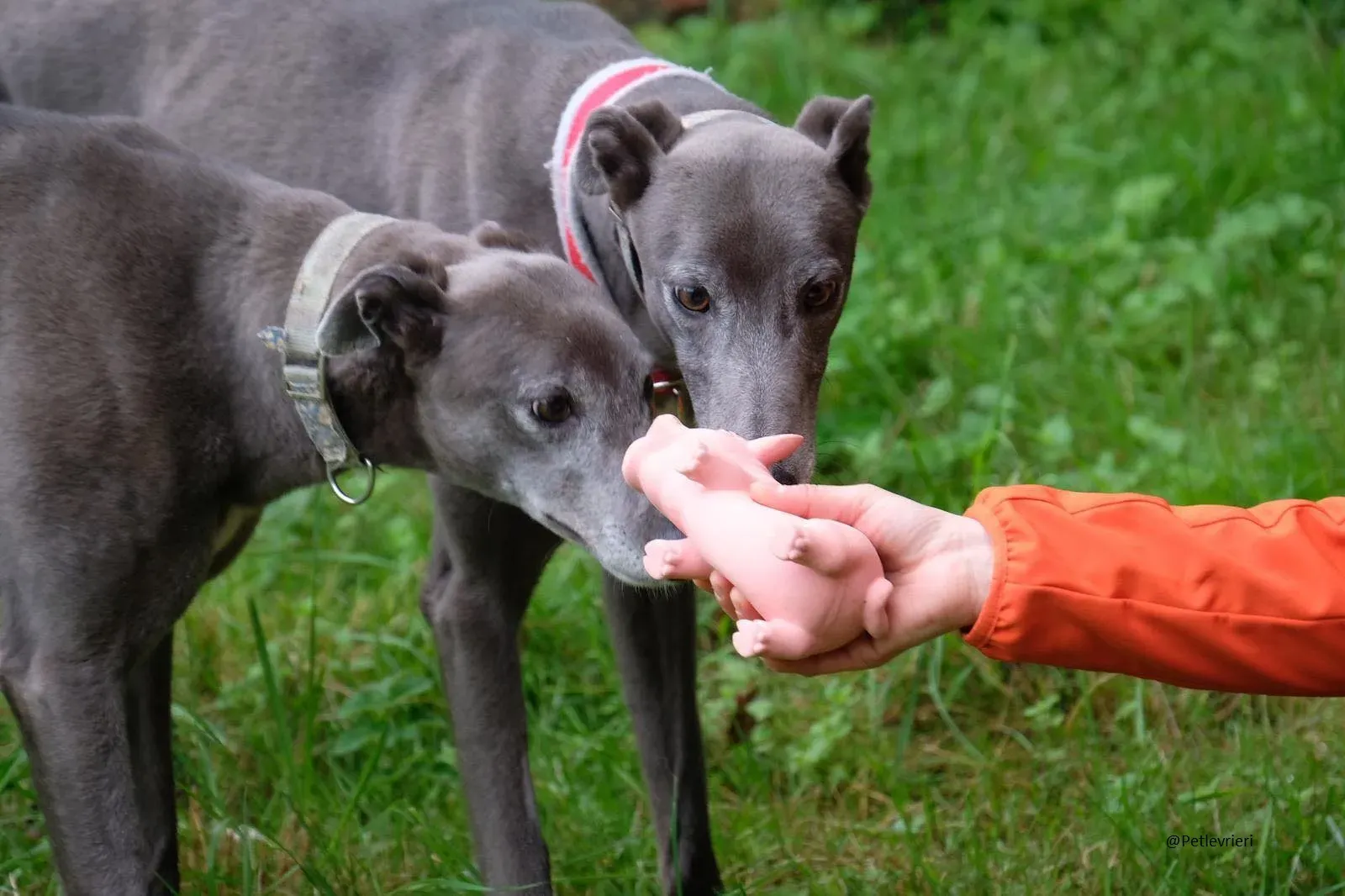 Pisa e Eiffel Greyhound Blue Adozione levrieri 18
