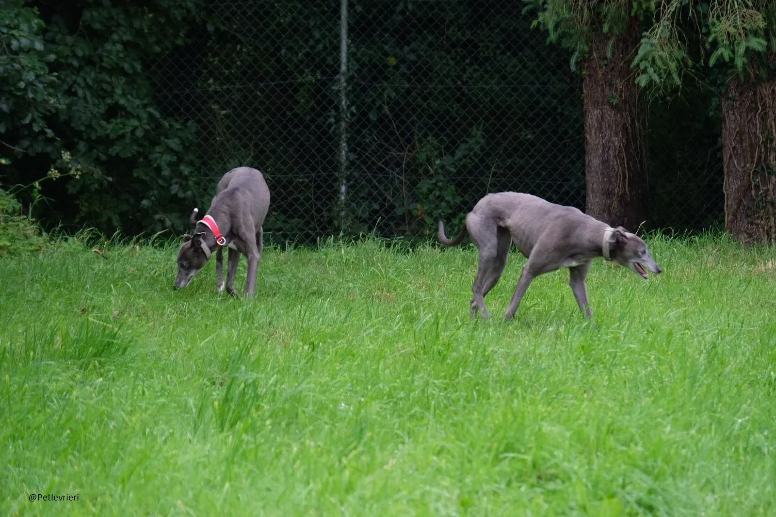 Pisa e Eiffel Greyhound Blue Adozione levrieri 19
