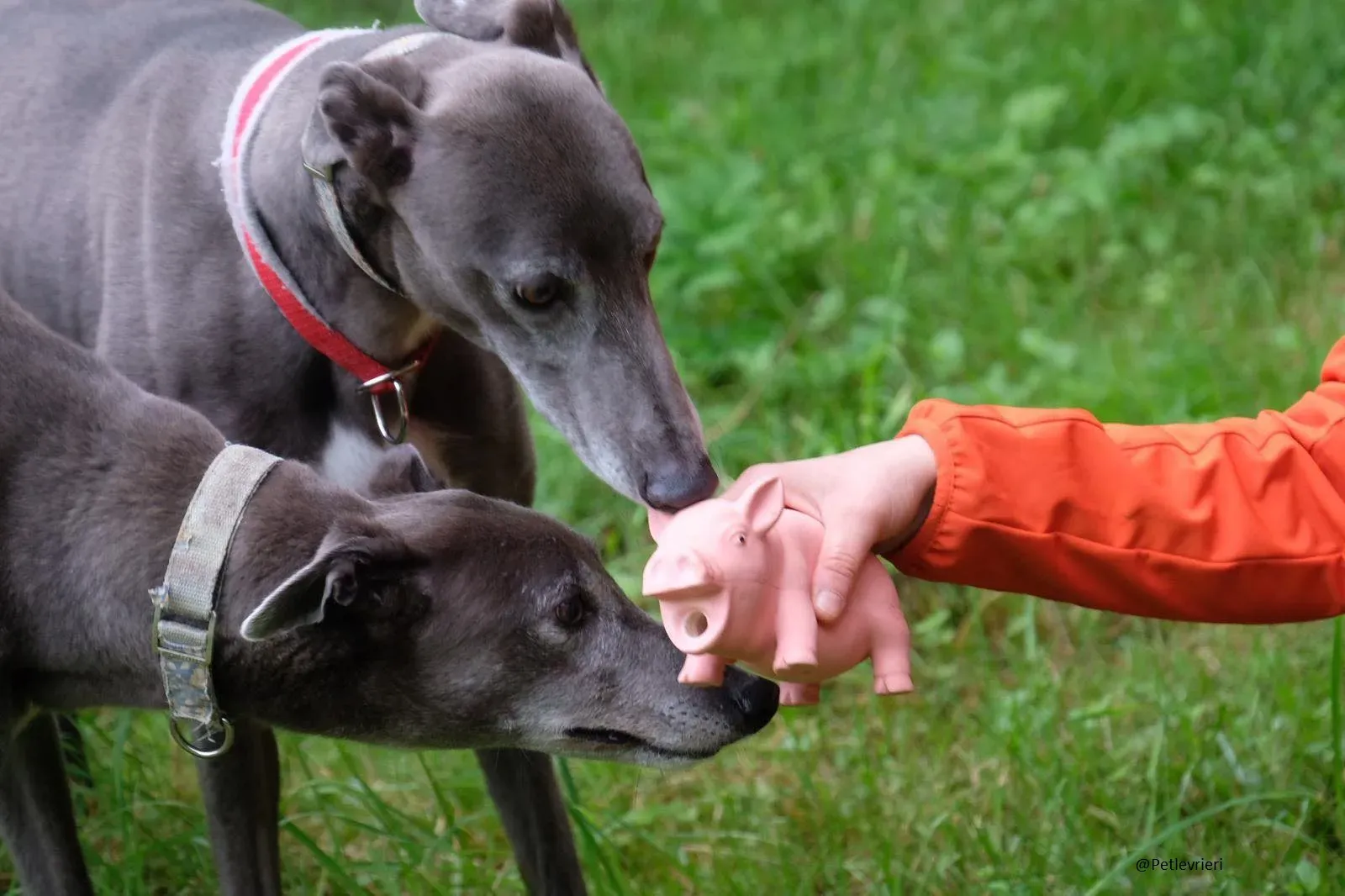 Pisa e Eiffel Greyhound Blue Adozione levrieri 20