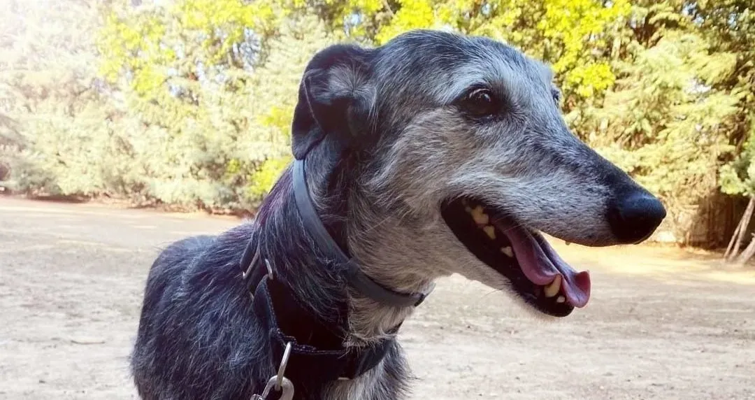 Pistacho3 e1667989757309