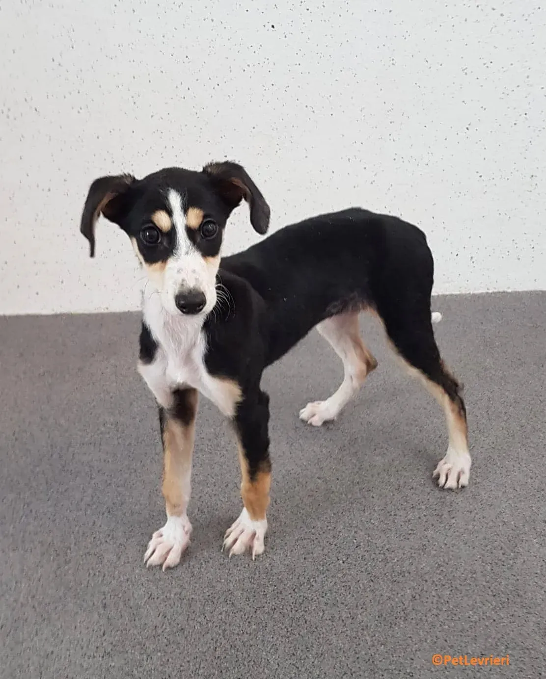 Pixie adozione levrieri lurcher 1