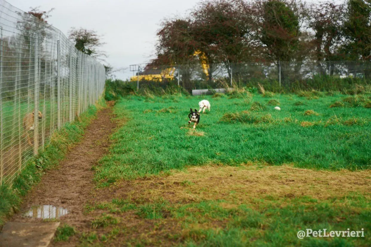 Pixie adozione levrieri lurcher 10