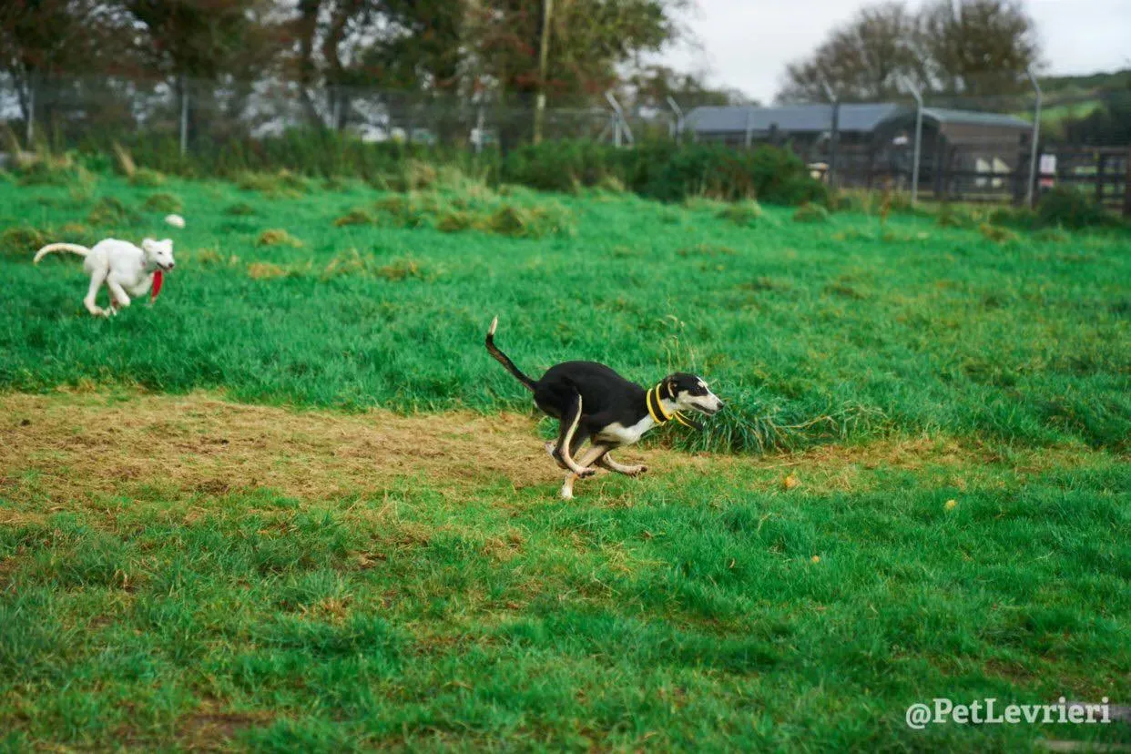 Pixie adozione levrieri lurcher 11