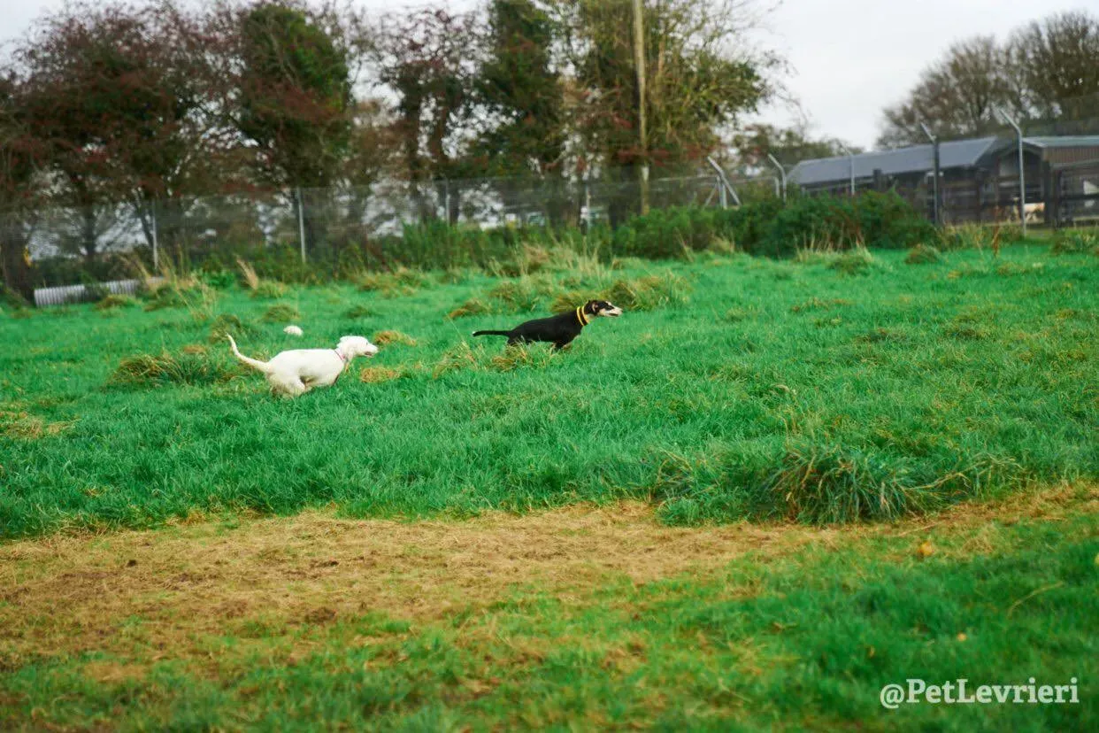 Pixie adozione levrieri lurcher 14