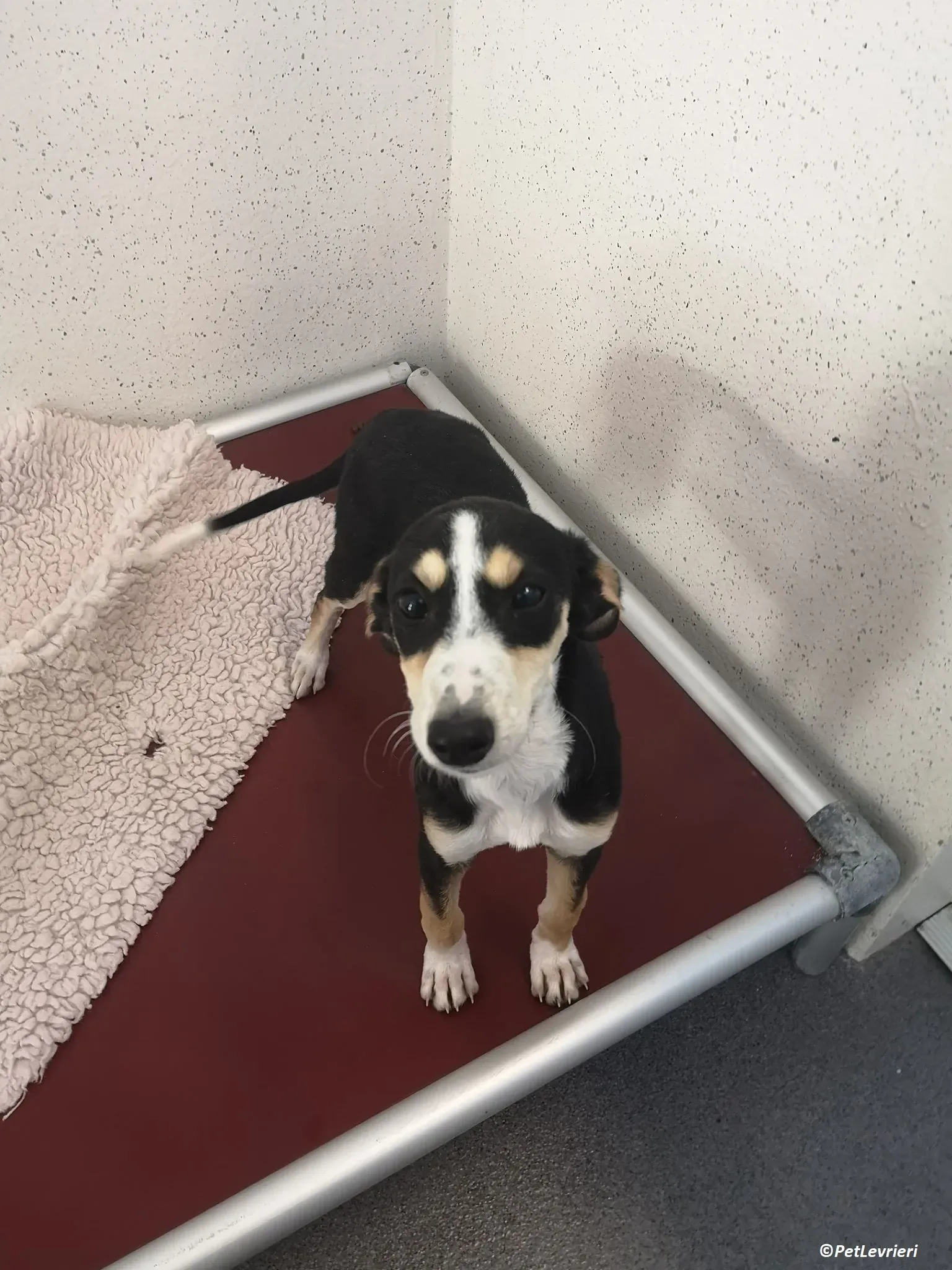 Pixie adozione levrieri lurcher 3