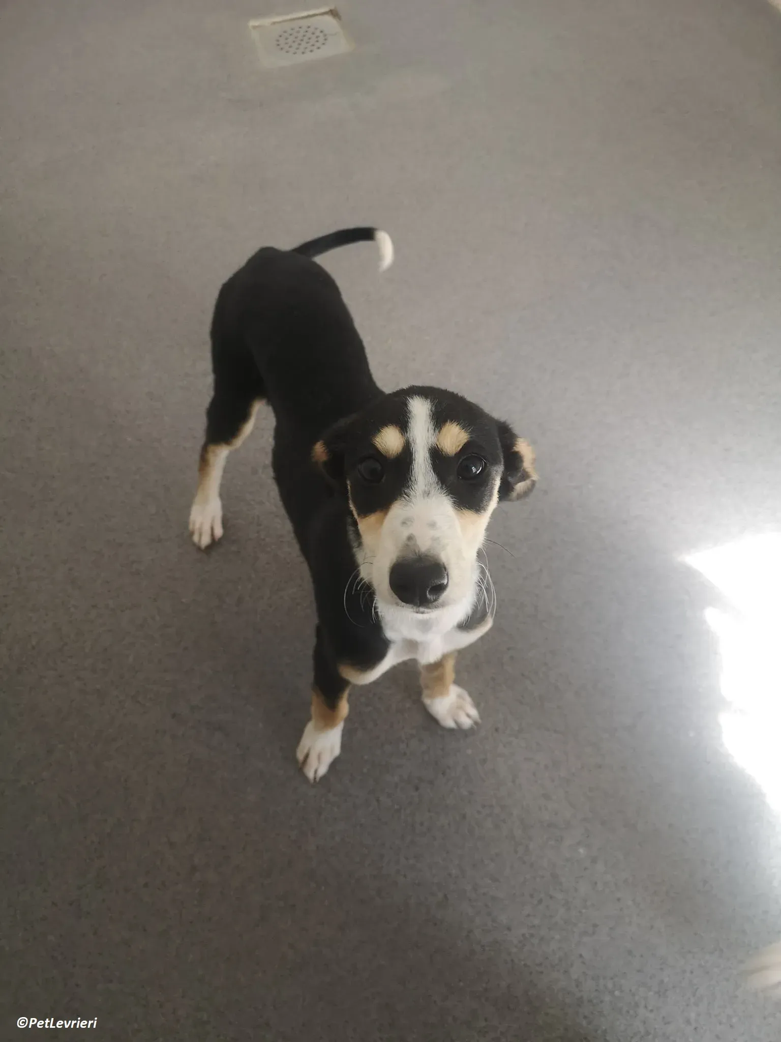 Pixie adozione levrieri lurcher 8