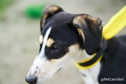 Pixie adozione levrieri lurcher 9