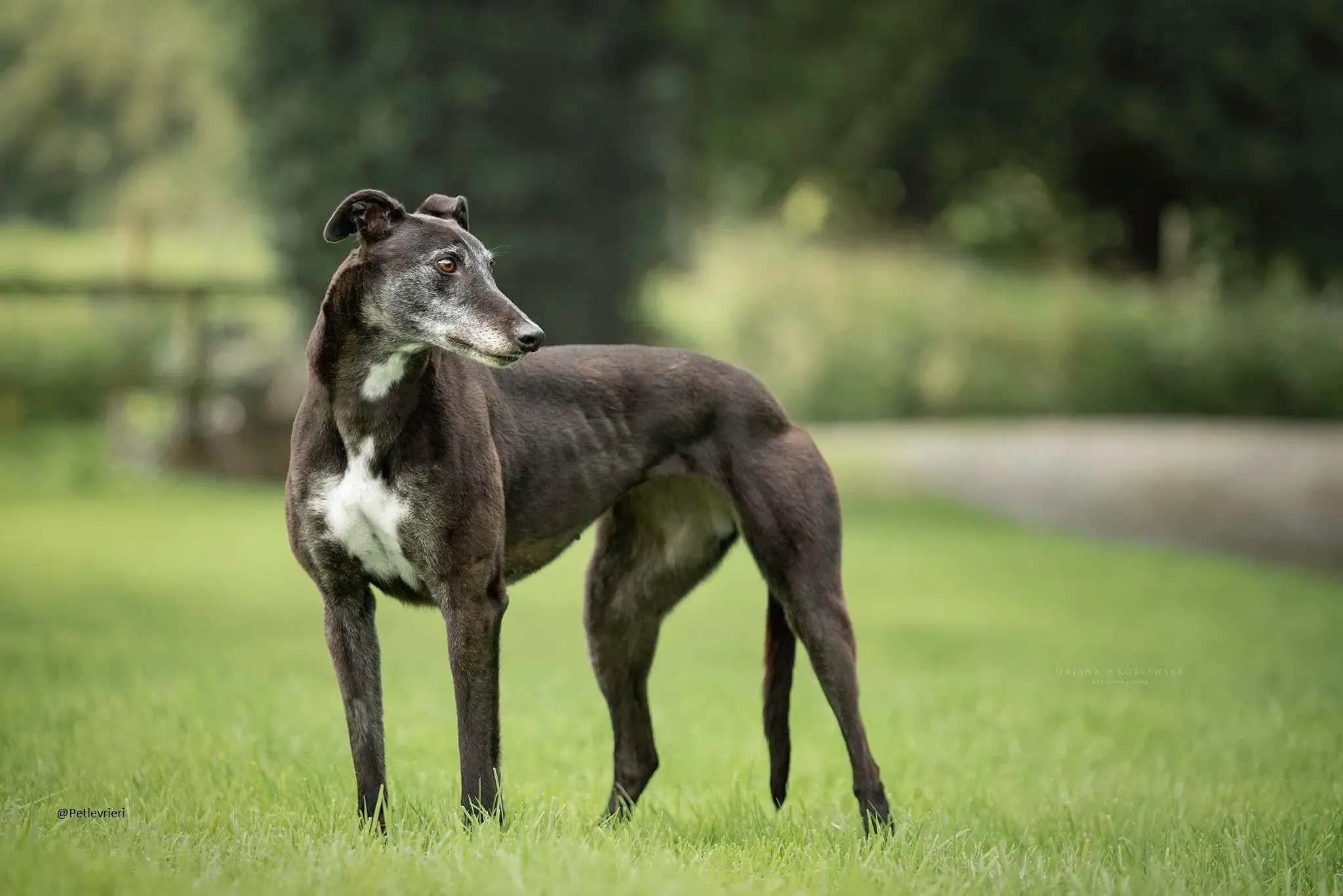 Pixie greyhound.pet .levrieri adozioni 1