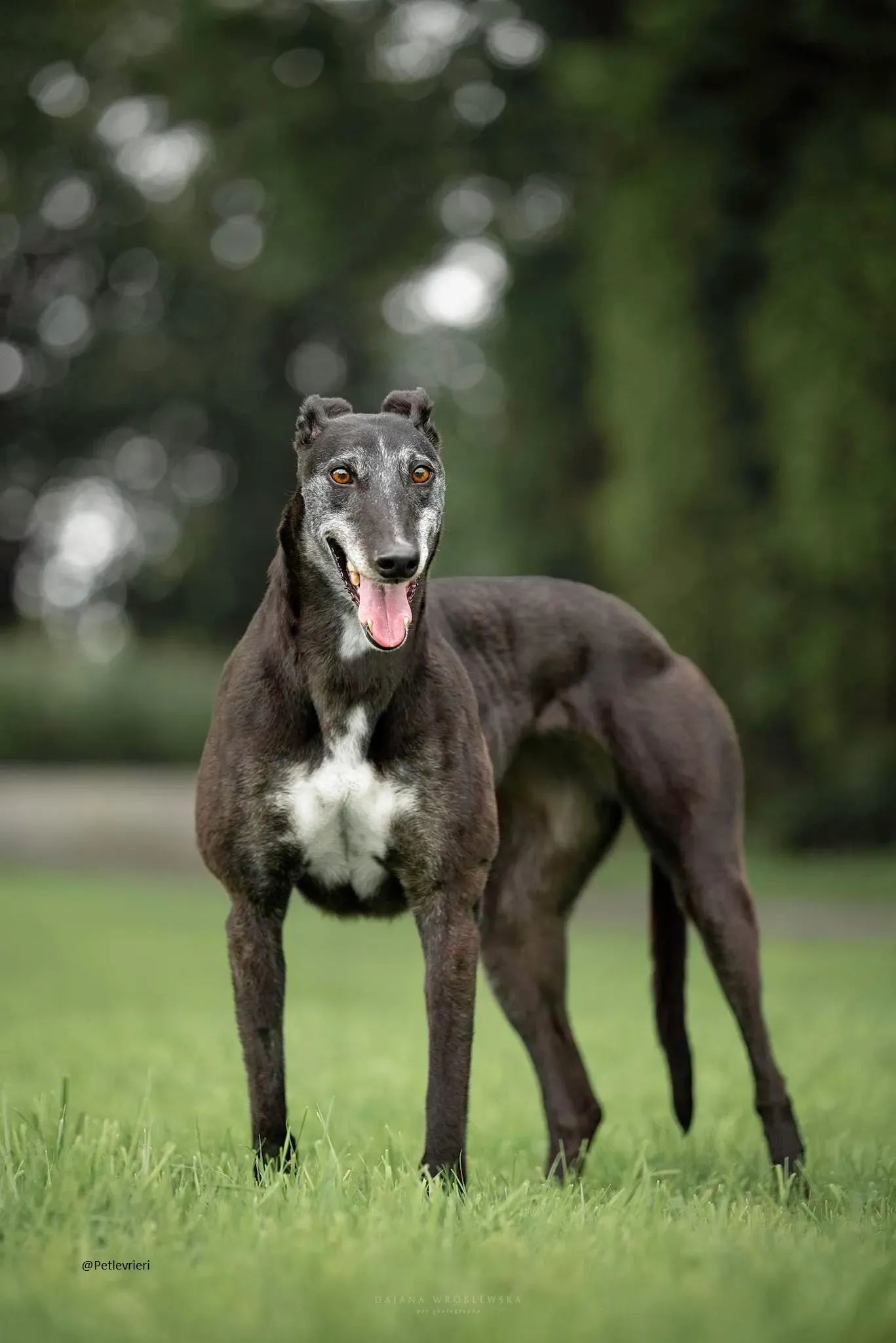 Pixie greyhound.pet .levrieri adozioni 2