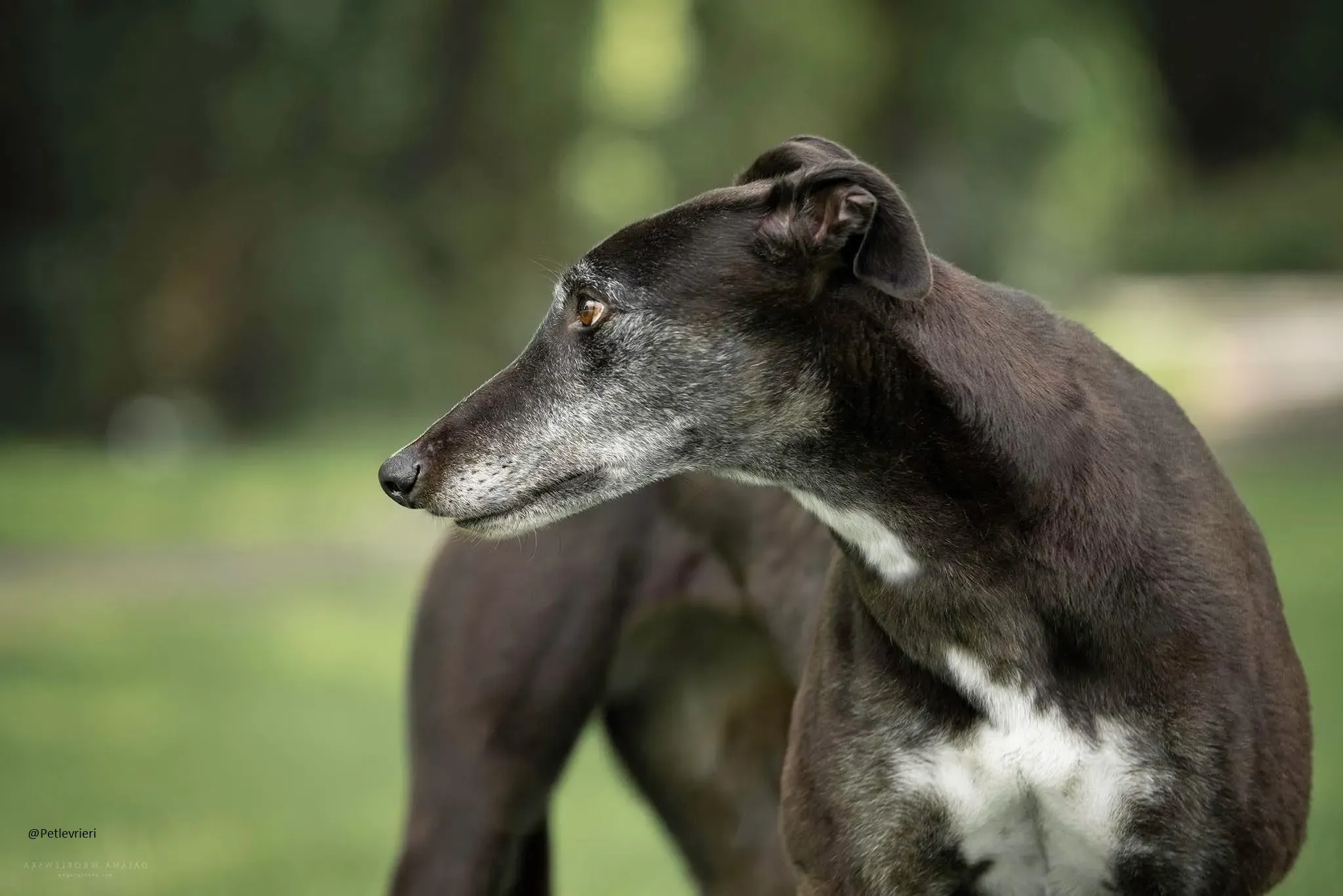 Pixie greyhound.pet .levrieri adozioni 3