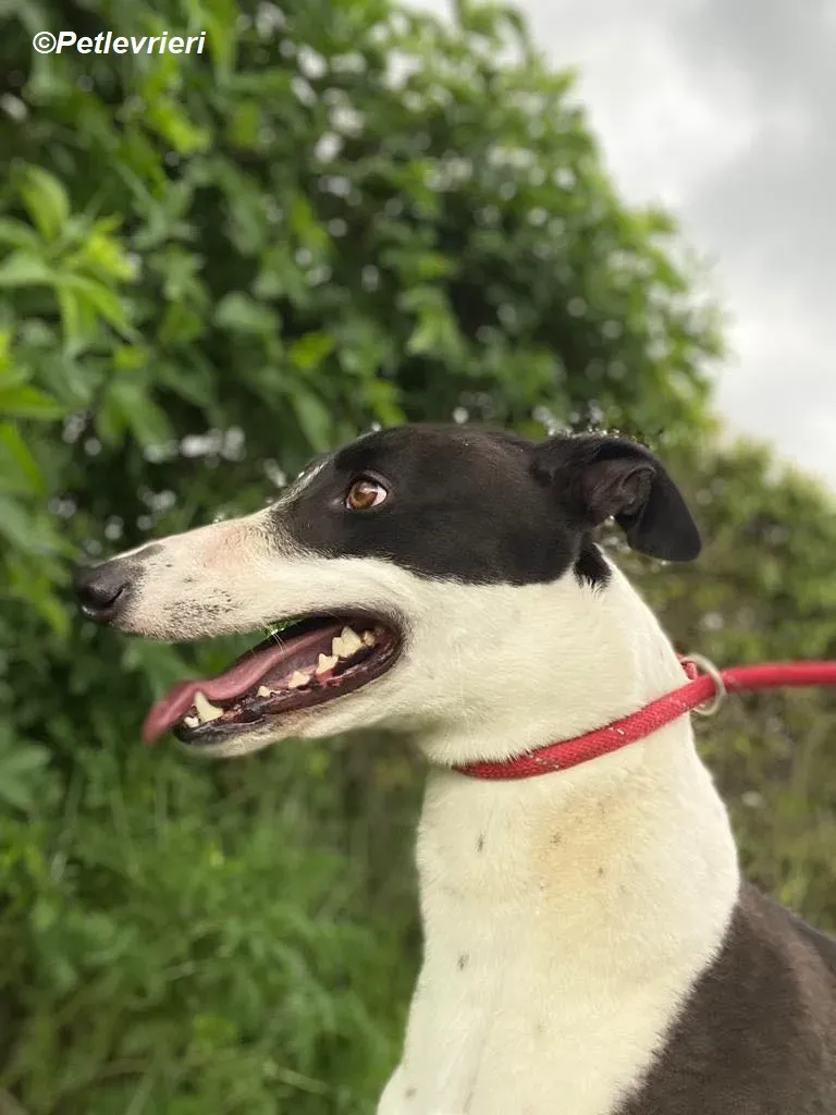 Pod adozione levrieri greyhound 1