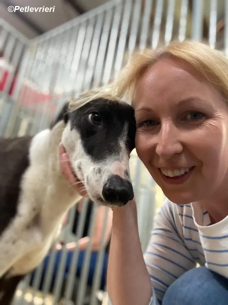 Pod adozione levrieri greyhound 10