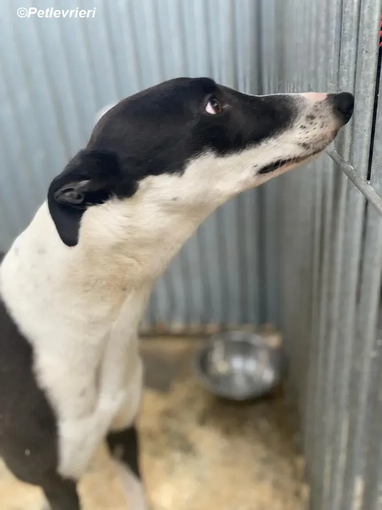 Pod adozione levrieri greyhound 11