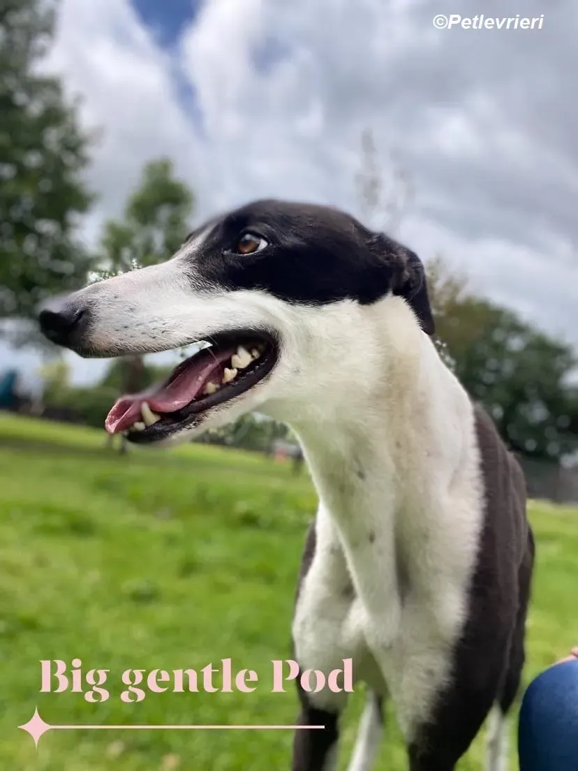 Pod adozione levrieri greyhound 12