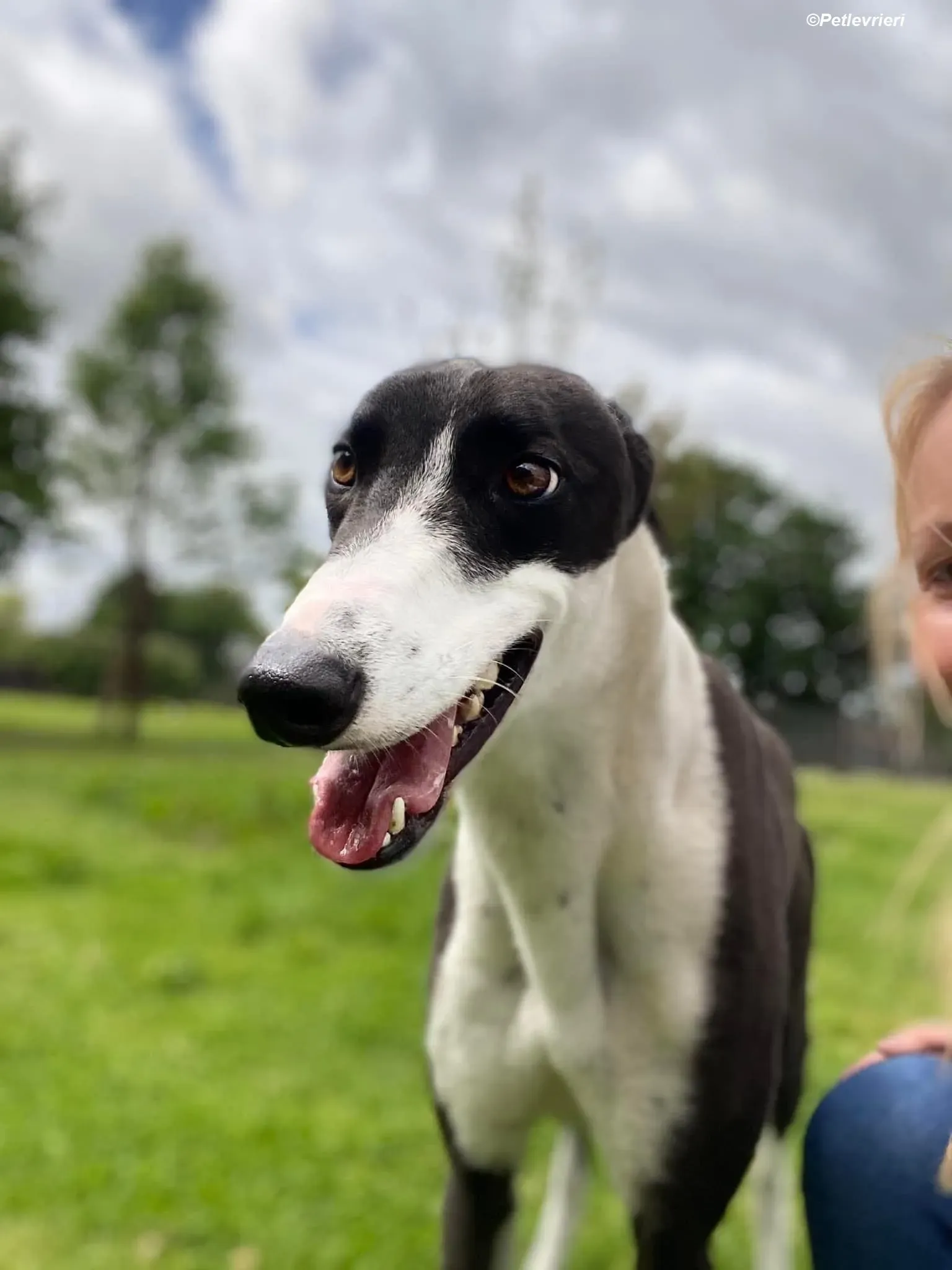 Pod adozione levrieri greyhound 13