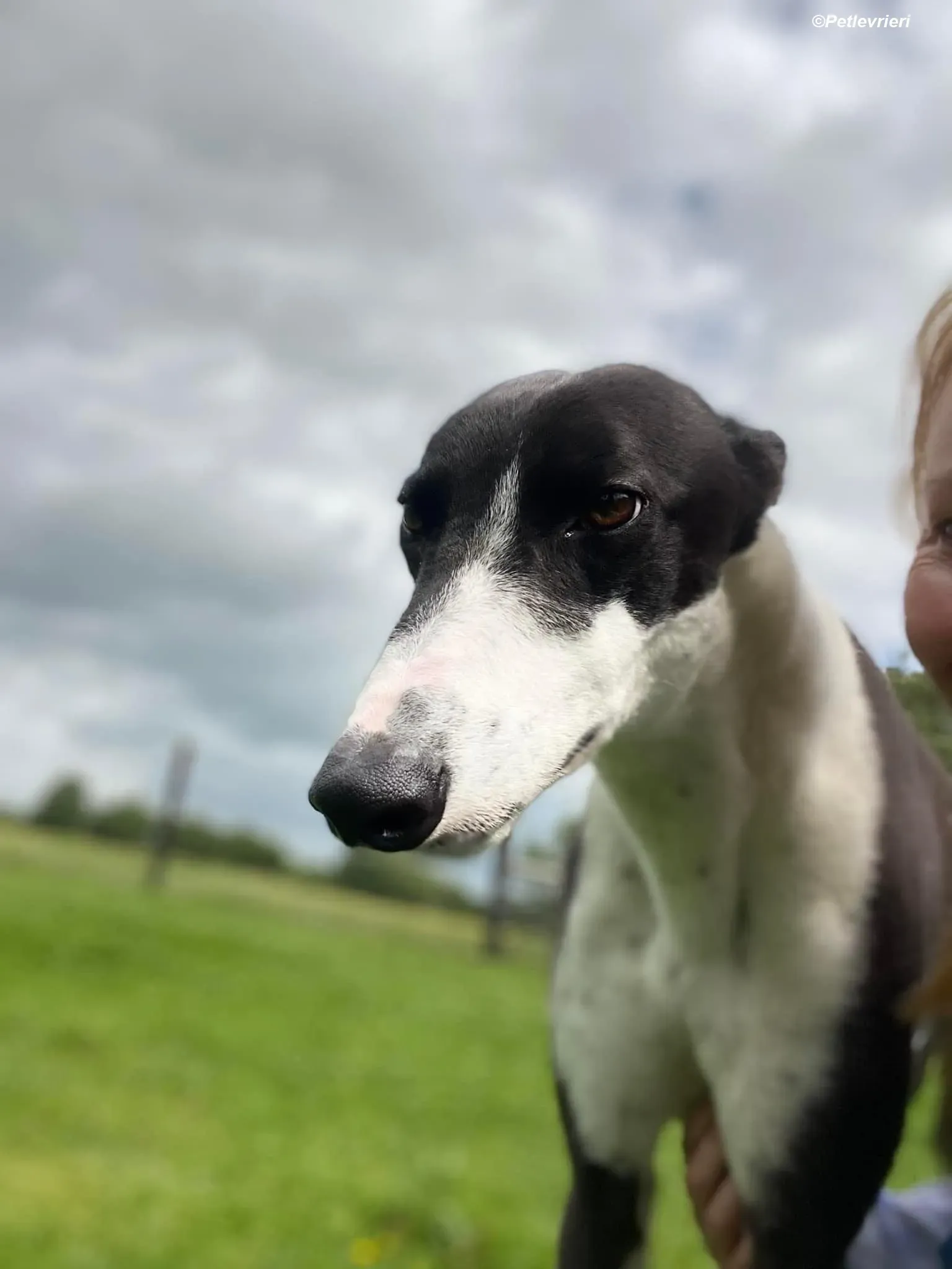 Pod adozione levrieri greyhound 14