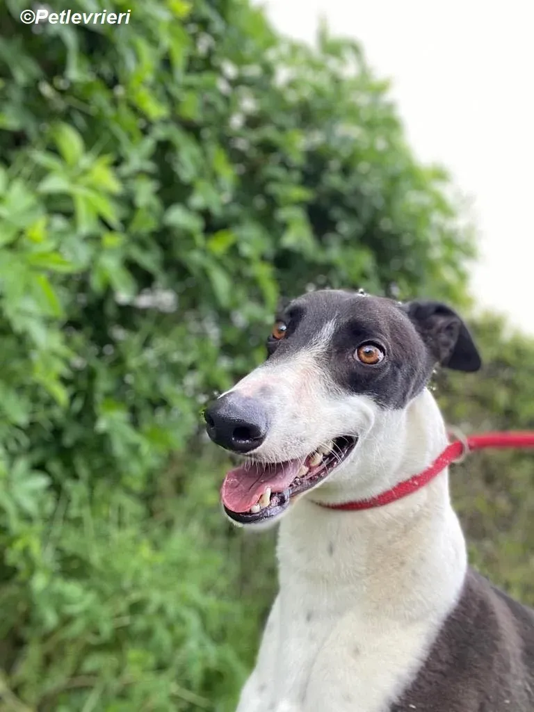 Pod adozione levrieri greyhound 2