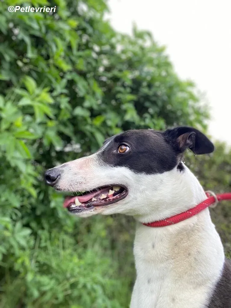 Pod adozione levrieri greyhound 3