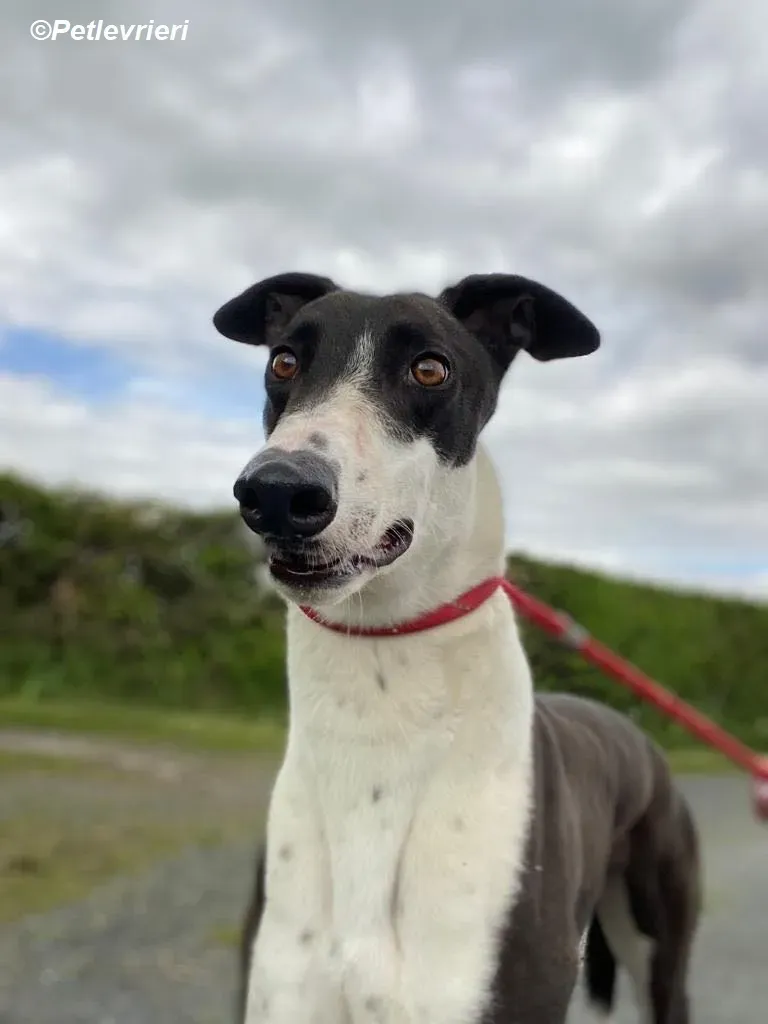 Pod adozione levrieri greyhound 4