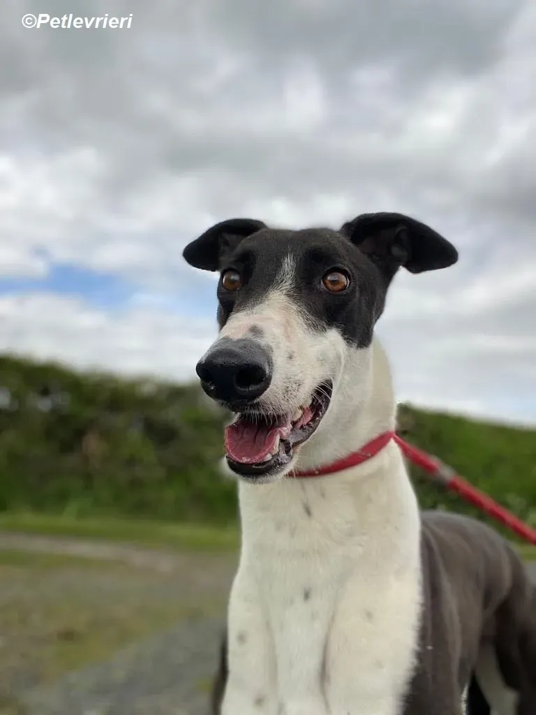 Pod adozione levrieri greyhound 5