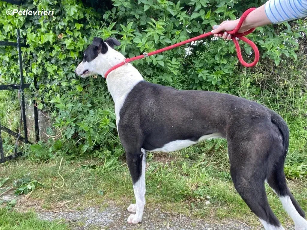 Pod adozione levrieri greyhound 6