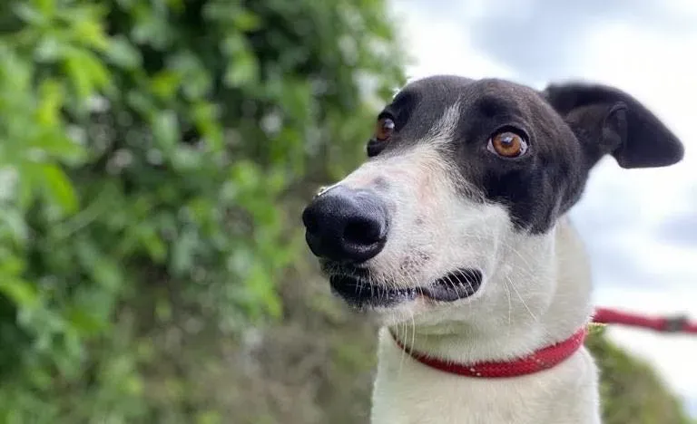 Pod adozione levrieri greyhound 7 e1653163579324