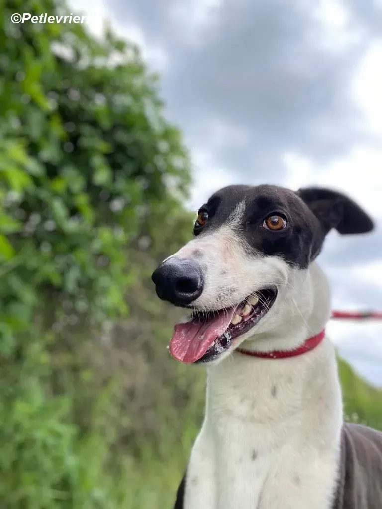 Pod adozione levrieri greyhound 8