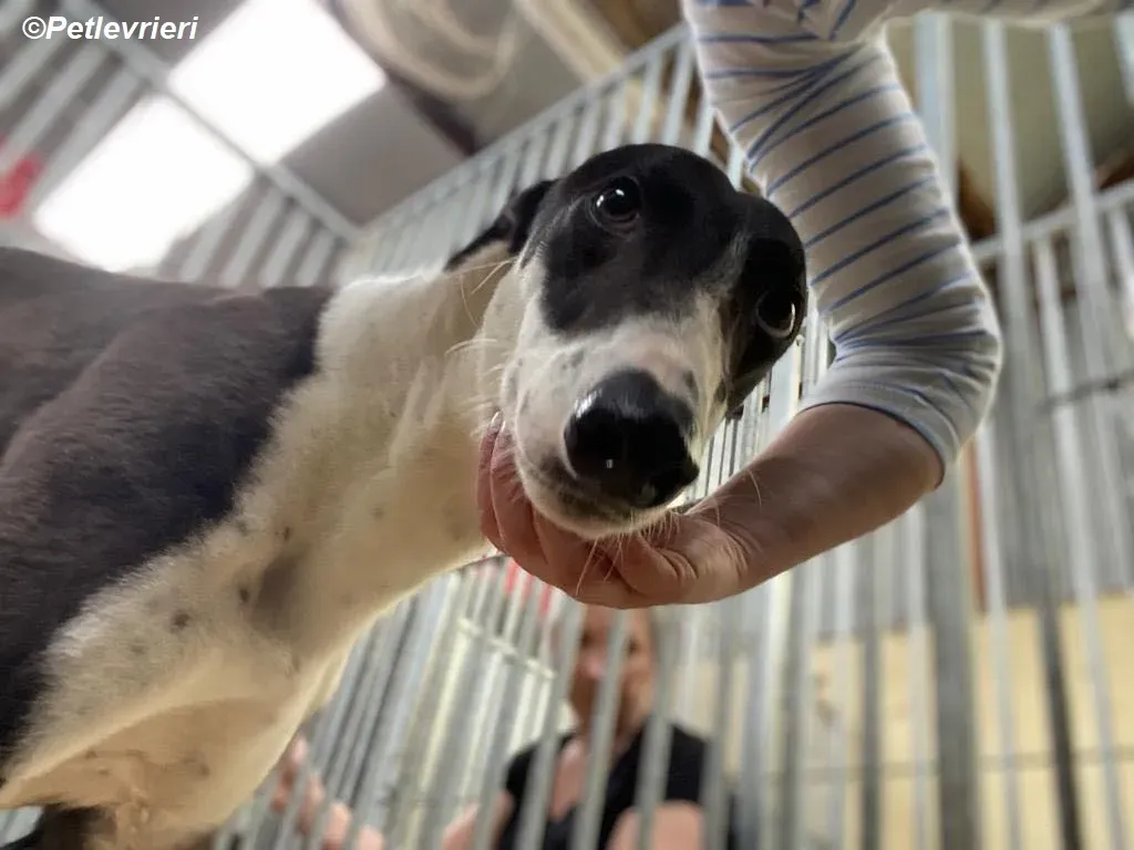 Pod adozione levrieri greyhound 9