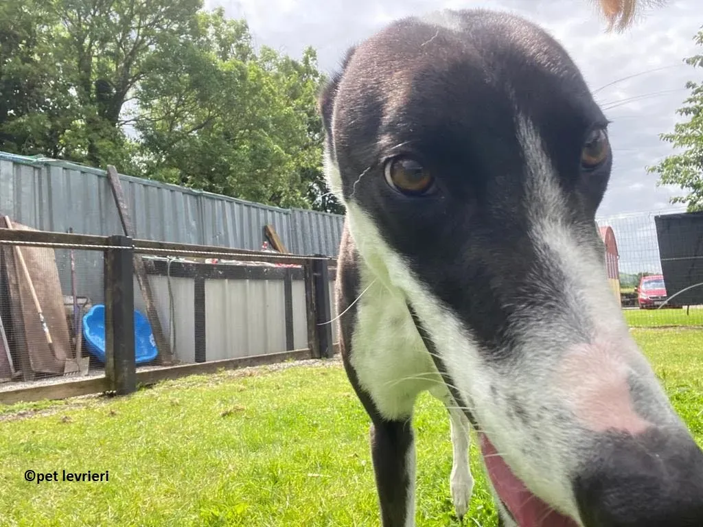 Pod adozione levriero greyhound1 1