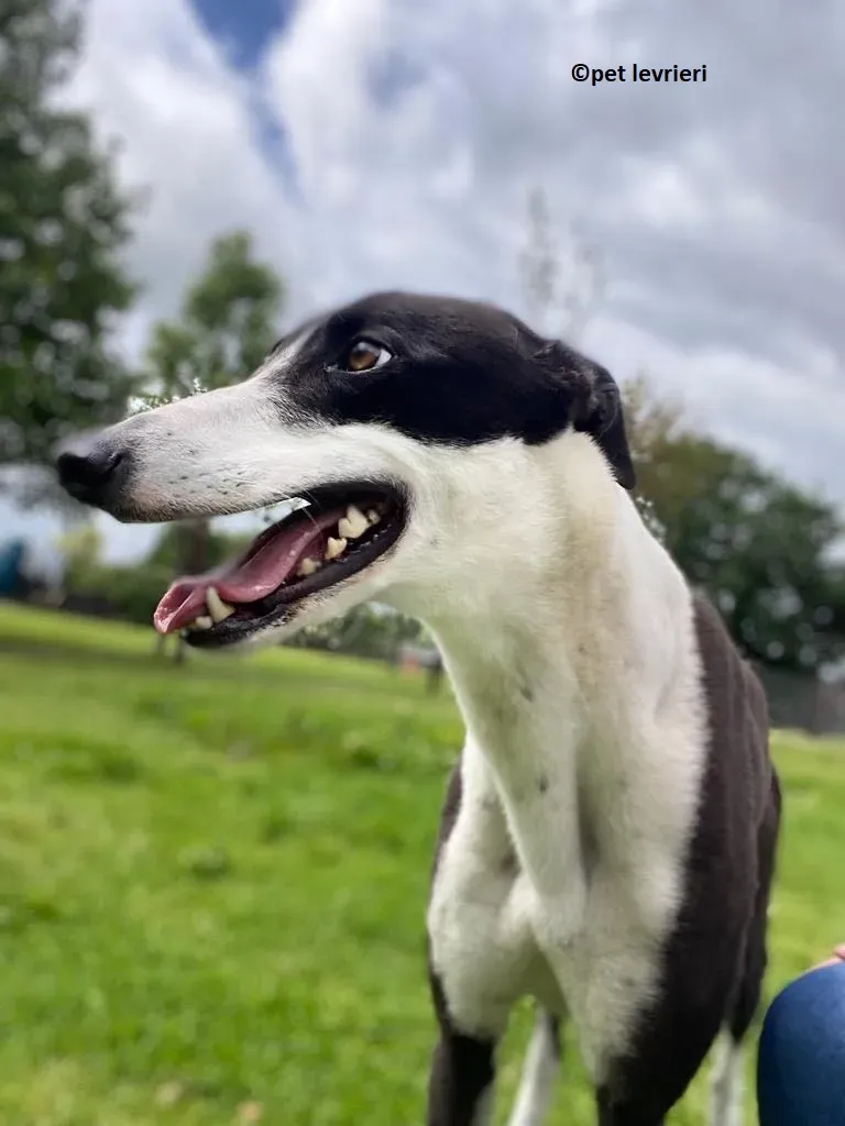 Pod adozione levriero greyhound10
