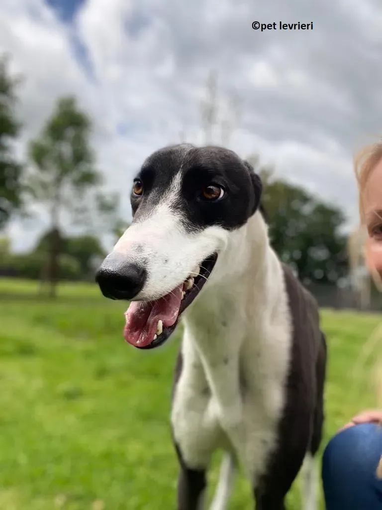 Pod adozione levriero greyhound11