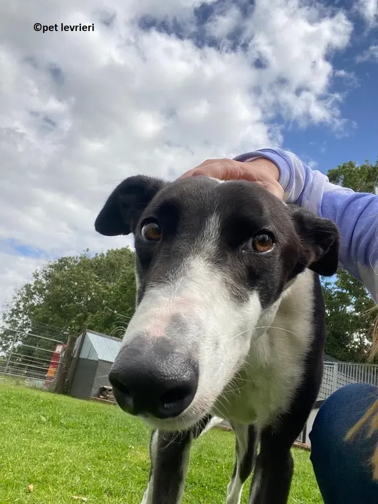 Pod adozione levriero greyhound12