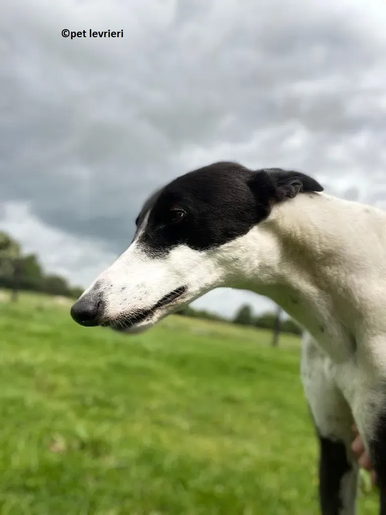 Pod adozione levriero greyhound13