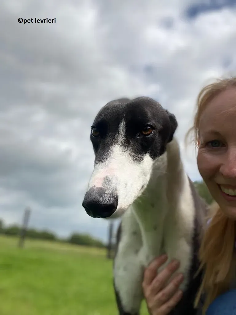 Pod adozione levriero greyhound15