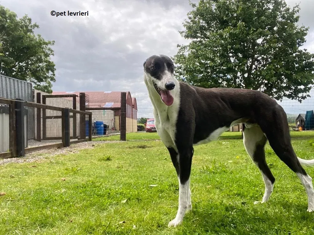 Pod adozione levriero greyhound2 1