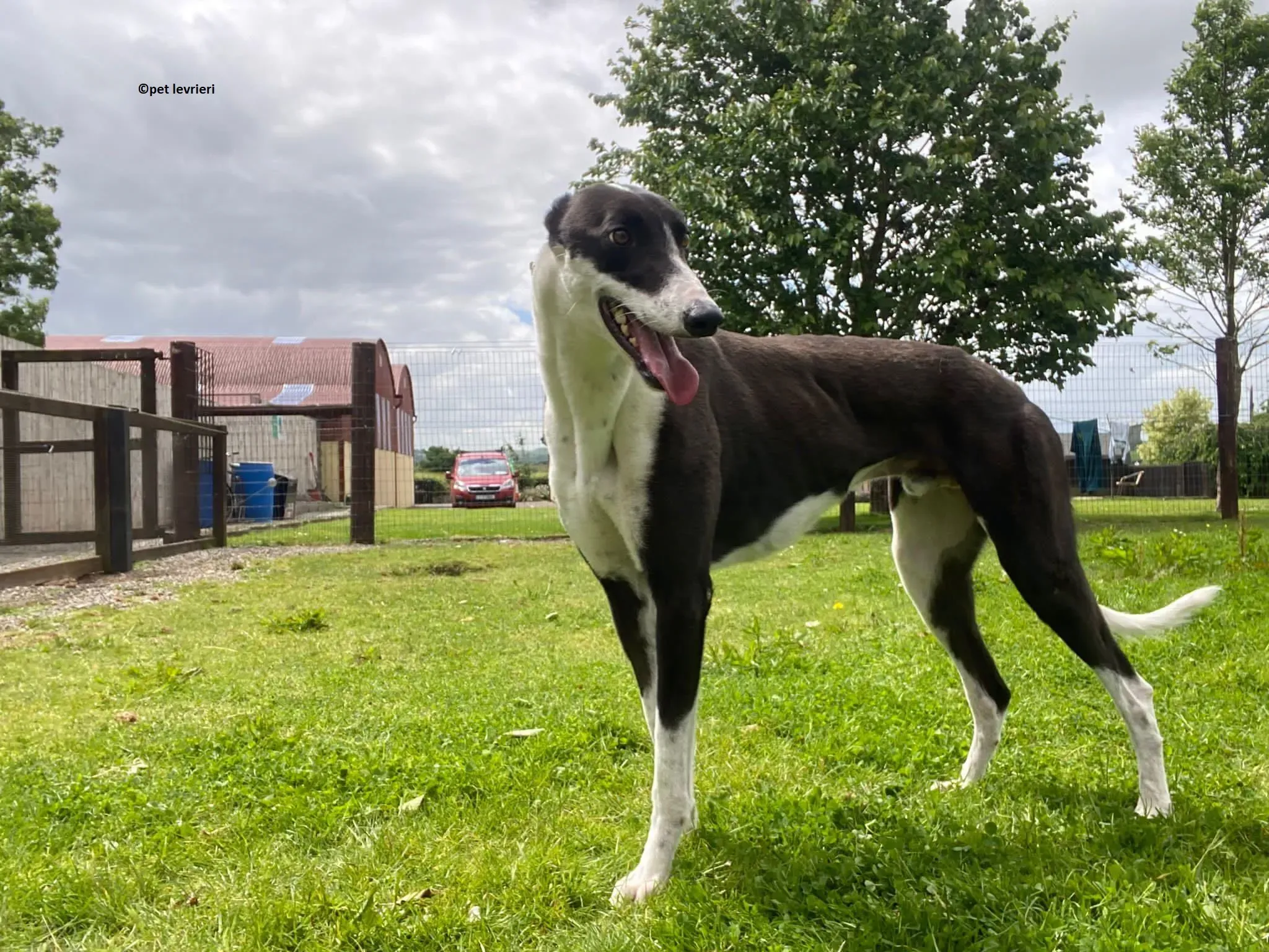 Pod adozione levriero greyhound2