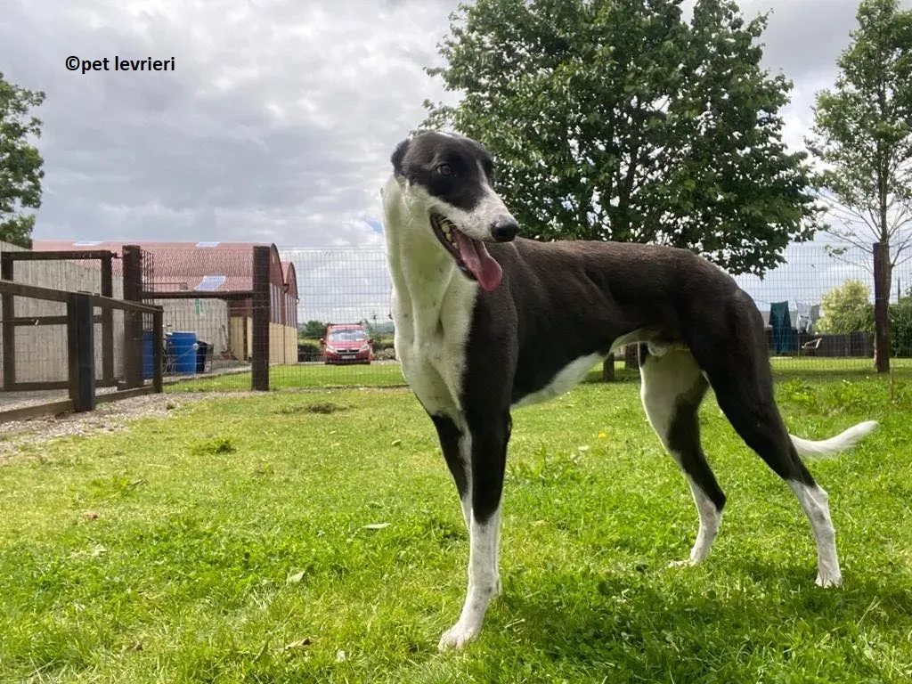 Pod adozione levriero greyhound3