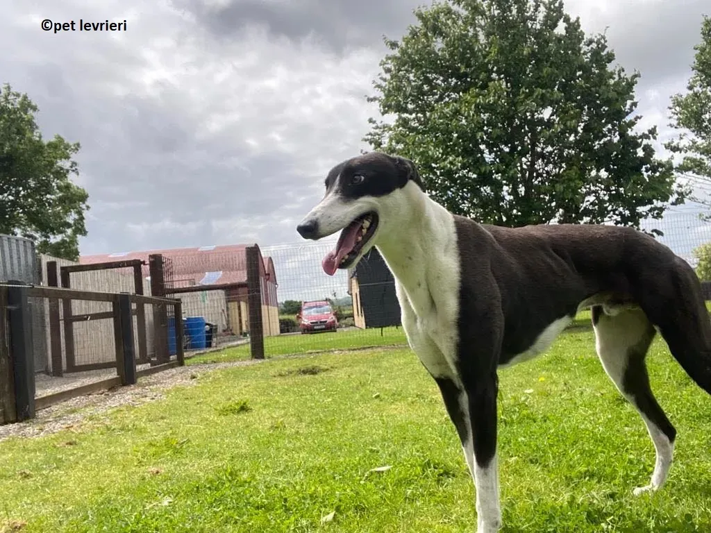 Pod adozione levriero greyhound4