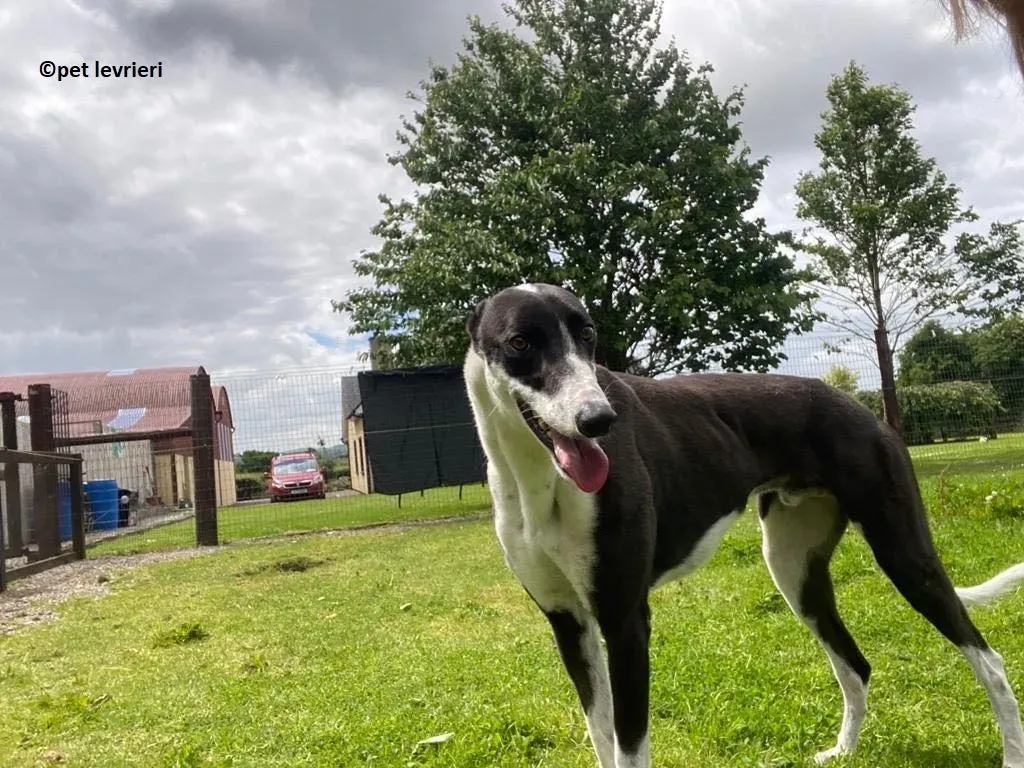 Pod adozione levriero greyhound5