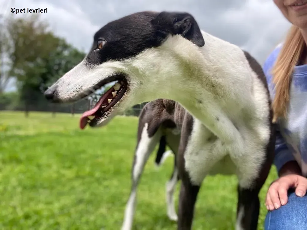 Pod adozione levriero greyhound6