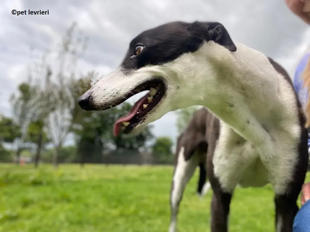 Pod adozione levriero greyhound7