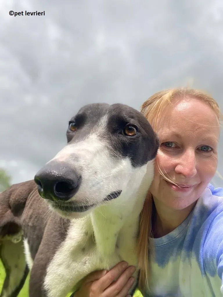 Pod adozione levriero greyhound8
