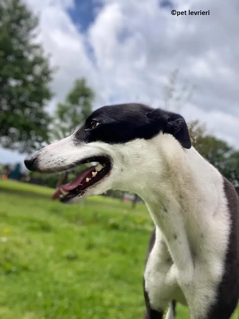 Pod adozione levriero greyhound9